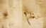 Maple Tabor 752